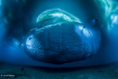 The ice monster -® Laurent Ballesta - Wildlife Photographer of the Year.jpg