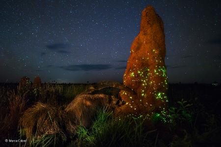 The night raider -® Marcio Cabral - Wildlife Photographer of the Year.jpg