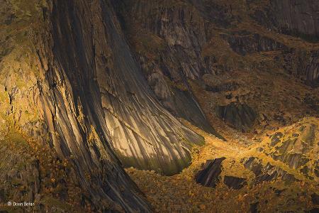 Tapestry of life -® Dorin Bofan - Wildlife Photographer of the Year.jpg