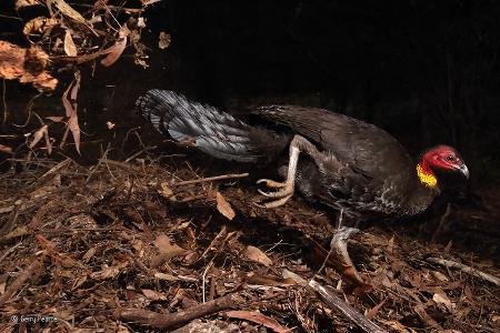 The incubator bird -® Gerry Pearce - Wildlife Photographer of the Year.jpg