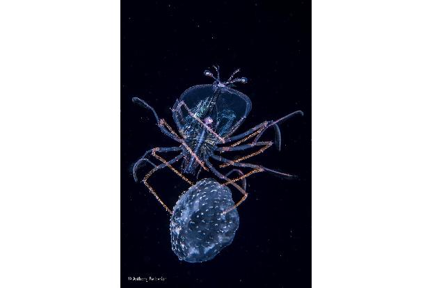 The jellyfish jockey -® Anthony Berberian - Wildlife Photographer of the Year.jpg