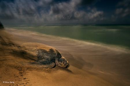 The ancient ritual -® Brian Skerry - Wildlife Photographer of the Year.jpg