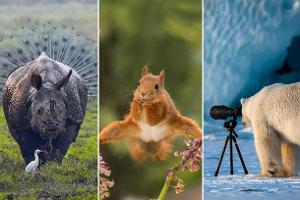Comedy pur: Die witzigsten Tierbilder des Jahres