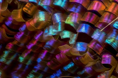 k-#12 - Butterfly-Urania-Ripeus scales.jpg