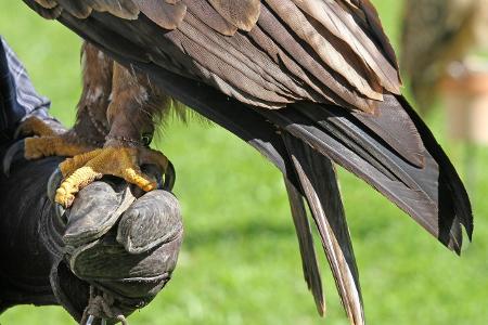 Adlerkralle imago zuma press.jpg