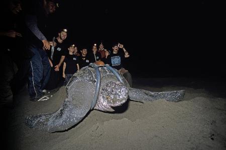 Schildkröte imago nature picture library.jpg