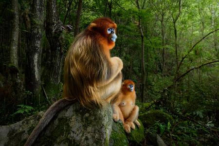 © Marsel van Oosten - Wildlife Photographer of the Year.jpg © Marsel van Oosten - Wildlife Photographer of the Year.jpg