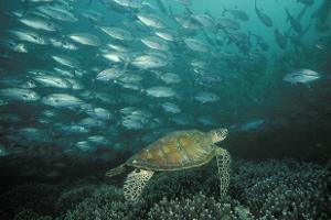 Ab ins Wasser: Die besten Tauchreviere der Erde