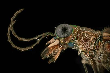 Titelbild: Makroaufnahme von Insekten Titelbild: Makroaufnahme von Insekten