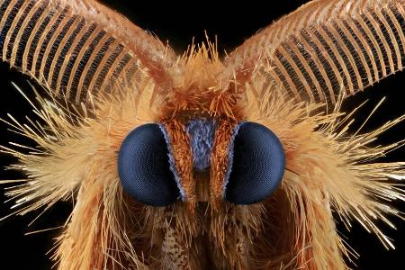 Makroaufnahme von Insekten: Schmetterlingsmotte Nahaufnahme