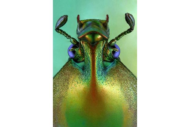 Makroaufnahme Insekten: Phaedimus zebuanus Nahaufnahme