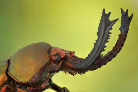 Makroaufnahme Insekten: Grüner Hirschkäfer Nahaufnahme