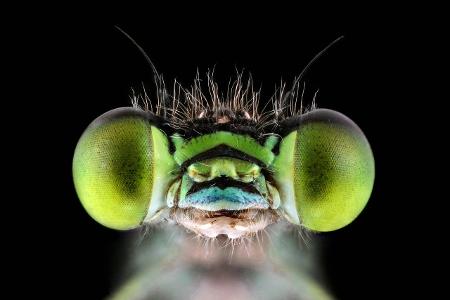 Makroaufnahme Insekten: Kleinlibelle Nahaufnahme