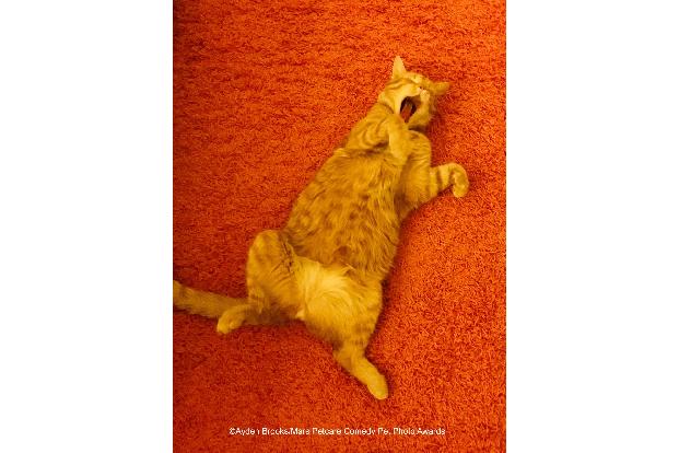 Katze beim Schlafen