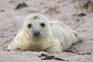 Reiseziele wilde Tiere erleben
