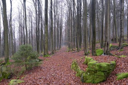 Herbstzeit ist Pilzzeit. Rund um München gibt es einige schöne Wälder, wo die kleinen Leckereien millionenfach aus dem Boden...