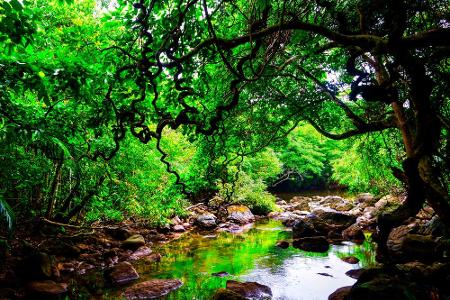 Auf Iriomote sind 90 Prozent der Insel von subtropischem Urwald bedeckt, nicht zu vergessen die Mangrovensümpfe. Aufgrund de...