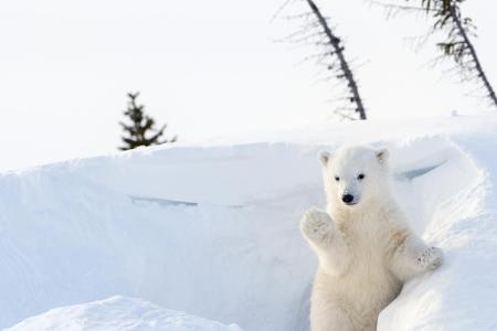 In der Provinz Manitoba befindet sich der Wapusk Nationalpark. In der Sprache der indianischen Ureinwohner vom Stamme der Cr...