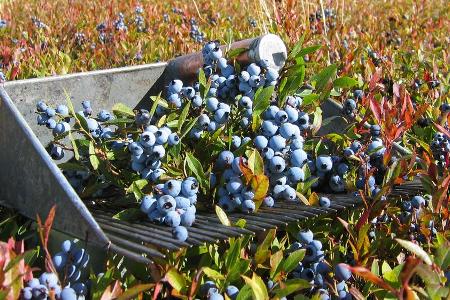Blaubeeren sind wahre Wundermittel