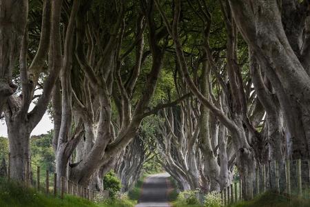 Eines der meistfotografierten Motive Nordirlands ist die Buchenallee Dark Hedges. In 