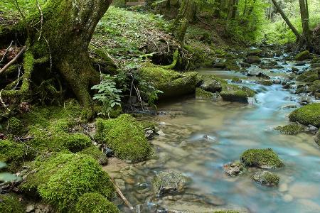 Unberührte Natur: Ein Gebirgsbach am Klimapfad auf dem Weg zum Schwalbennest