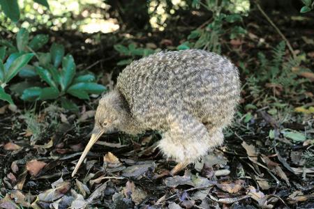 Wie zum Beispiel die Kiwis. Die flugunfähigen Vögel sind das Nationalsymbol des Landes. Außerhalb Neuseelands sind sie nirge...