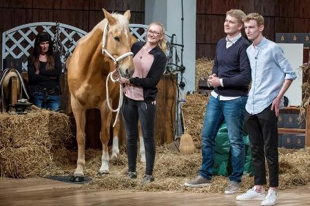Ein Pferd in der 