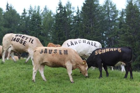 Originell: Kühe als wandelnde Werbetafeln für den HüttenKult