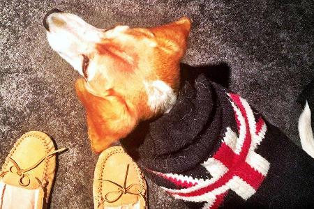 Ihr jüngerer Hund Guy mit dem Pulli des älteren Hundes Bogart