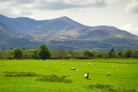 Mit 85 Jahren ist der Killarney-Nationalpark der älteste Nationalpark Irlands. Er ist 10.289 Hektar groß, liegt im Südwesten... Mit 85 Jahren ist der Killarney-Nationalpark der älteste Nationalpark Irlands. Er ist 10.289 Hektar groß, liegt im Südwesten...