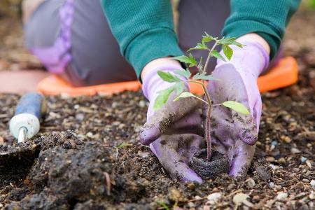 Wer seinen Garten schon im März pflegt, hat das restliche Jahr mehr von ihm. Wer seinen Garten schon im März pflegt, hat das restliche Jahr mehr von ihm.