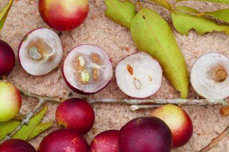 Die kleine Camu-Camu-Beere steckt voll Vitamin C. Die kleine Camu-Camu-Beere steckt voll Vitamin C.