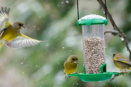 Heimische Vogelarten wie der Grünfink brauchen im Winter Hilfe bei der Futtersuche. (Symbolbild) Heimische Vogelarten wie der Grünfink brauchen im Winter Hilfe bei der Futtersuche. (Symbolbild)