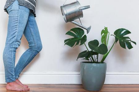 Eine Monstera braucht nicht viel Pflege. Eine Monstera braucht nicht viel Pflege.