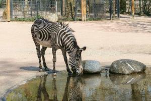 Auf diese Einschränkungen müssen sich Zoo-Besucher einstellen