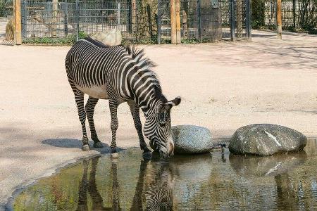 Ab 11. Mai können Besucher der Wilhelma Stuttgart Tiere wie das Grevy-Zebra wieder live und in Farbe beobachten Ab 11. Mai können Besucher der Wilhelma Stuttgart Tiere wie das Grevy-Zebra wieder live und in Farbe beobachten