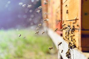 Honig aus dem eigenen Garten: So werden Sie zum Freizeitimker