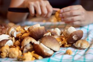 So bleiben Pilze aus dem Wald länger frisch
