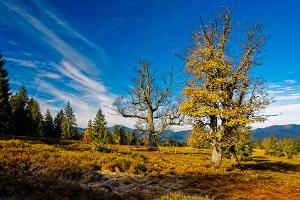 Wild und ursprünglich: Der Nationalpark Bayerischer Wald wird 50