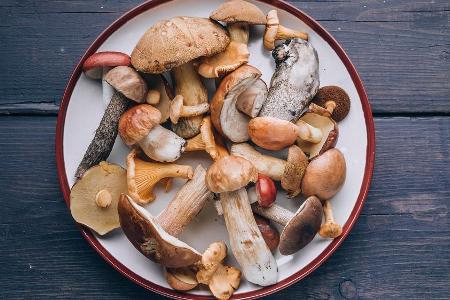 Viele Pilz sehen sich zum Verwechseln ähnlich. Viele Pilz sehen sich zum Verwechseln ähnlich.