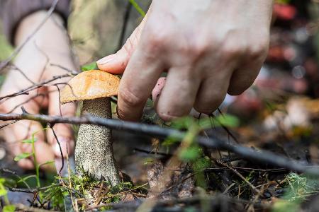 Kaum ist der Herbst da, zieht es Pilzsammler in die Wälder. Kaum ist der Herbst da, zieht es Pilzsammler in die Wälder.
