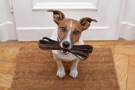 Darauf sollten Hundebesitzer in Corona-Zeiten achten Darauf sollten Hundebesitzer in Corona-Zeiten achten