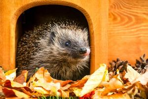 Hilfe für Igel: So wird der Garten zum Unterschlupf