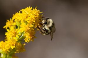 So werden Garten und Balkon bienenfreundlich
