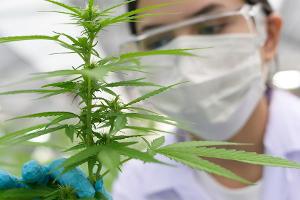 Cannabis: Steht die Legalisierung jenseits der Medizin bevor?
