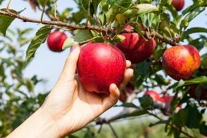 Damit die Ernte gelingt: Alles Wissenswerte rund um die Apfelsaison