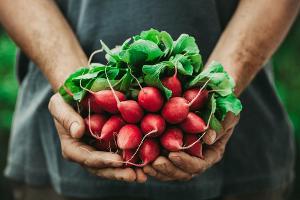 Gemüseanbau im September? Diese Pflanzen gedeihen jetzt im Garten