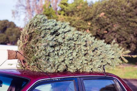 Der Weihnachtsbaum aus dem nahegelegenen Forst ist meist besser für die Umwelt. Der Weihnachtsbaum aus dem nahegelegenen Forst ist meist besser für die Umwelt.