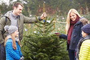 Das sollte man beim Kauf eines Weihnachtsbaums beachten