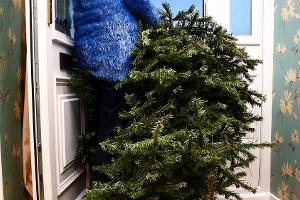Recyceln statt entsorgen: Tannenbäume auch nach Weihnachten nutzen